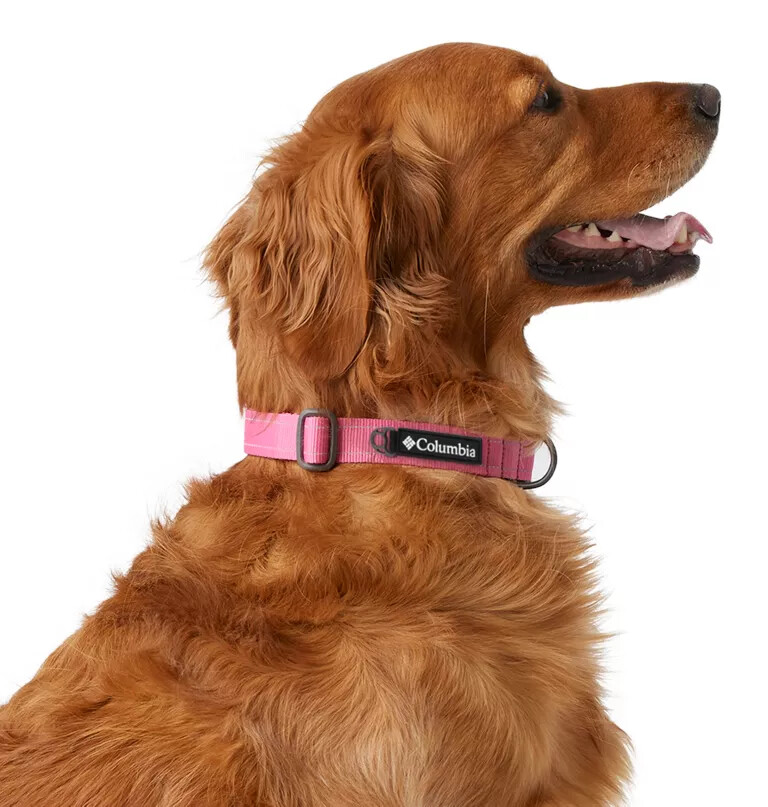 silver ridge hundehalsband