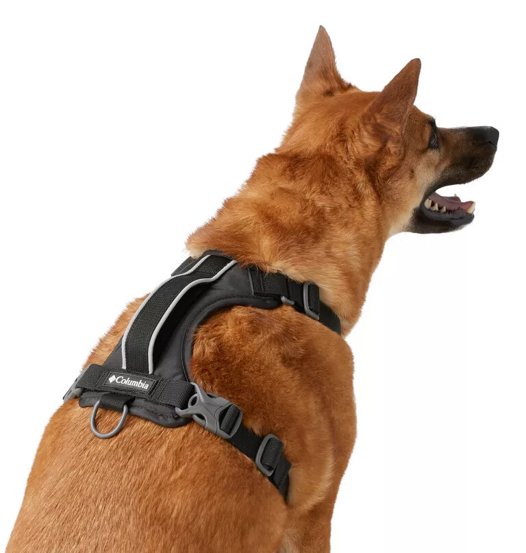 silver ridge hundegeschirr