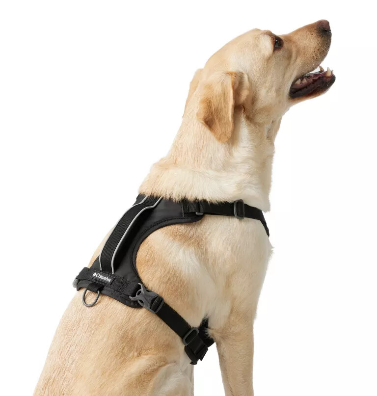 silver ridge hundegeschirr